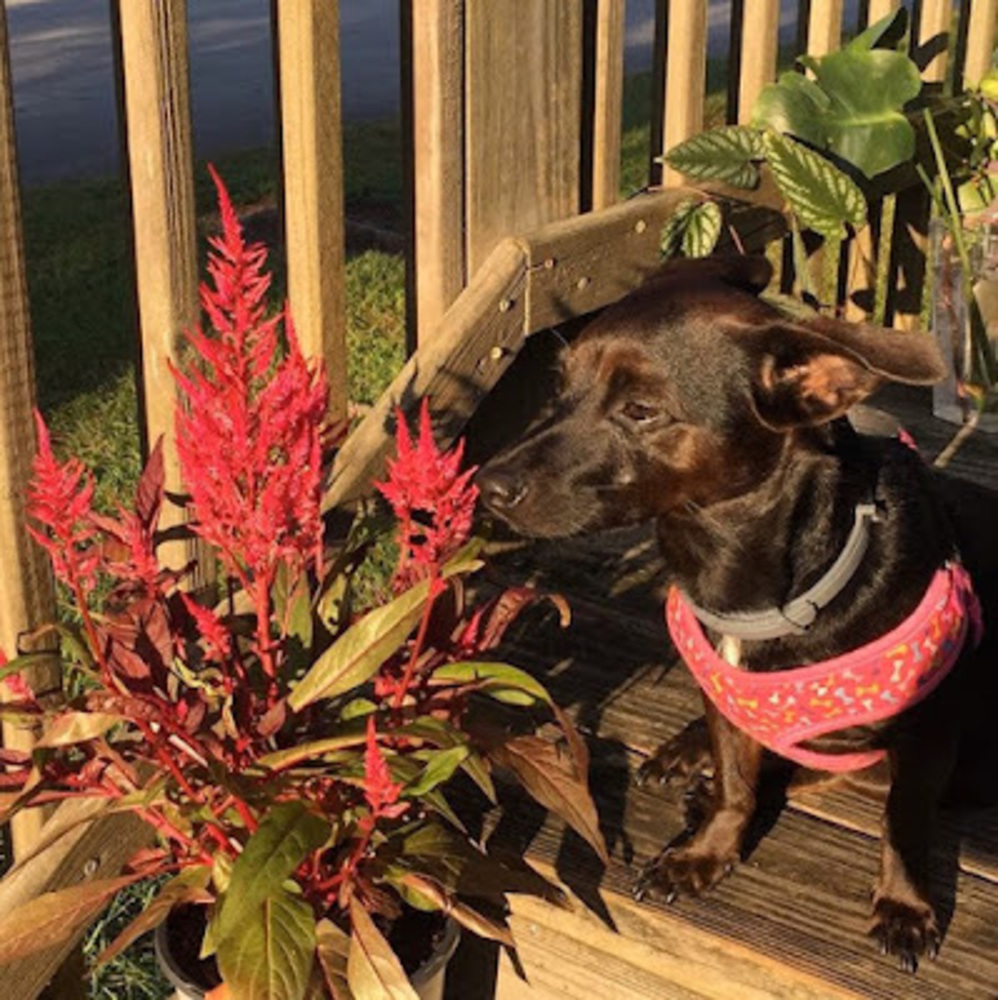 Meet your Posher, Serena